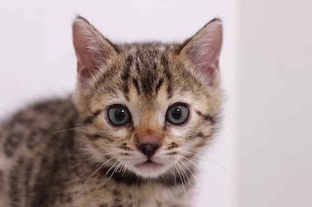 ベンガルブラウンスポット