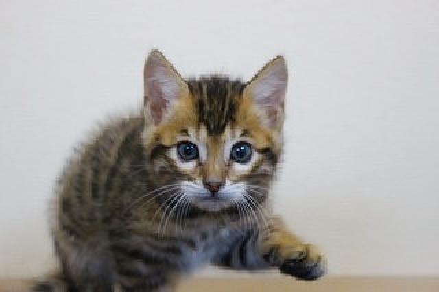 ベンガルブラウンスポット