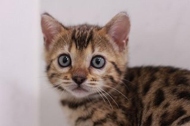 ベンガルブラウンスポット