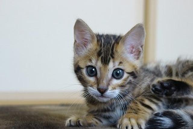 ベンガルブラウンスポット