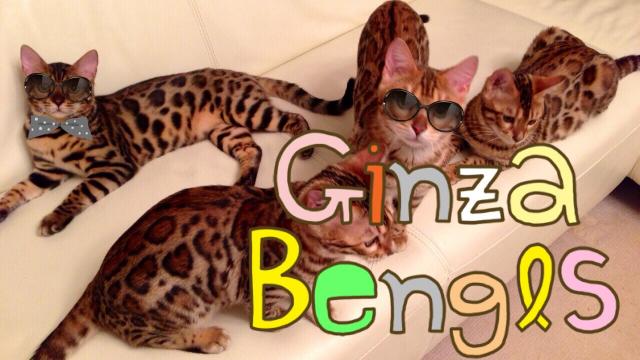 Ginza Bengals