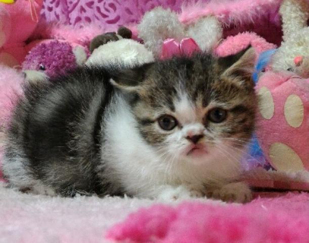 エキゾチックショートヘアー