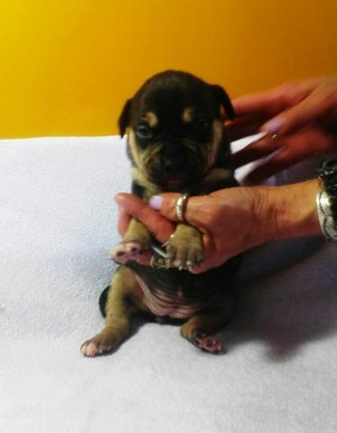 アメリカンピットブルテリア