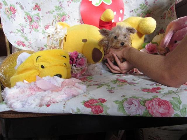 ヨークシャーテリア