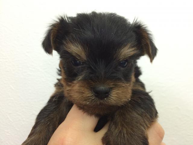 ヨークシャーテリア