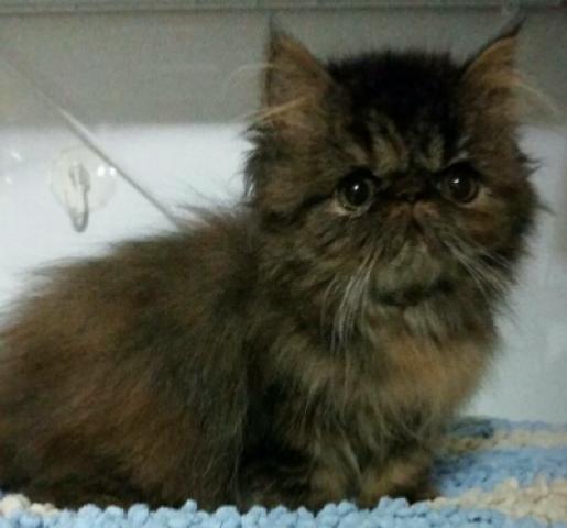 エキゾチックショートヘアー