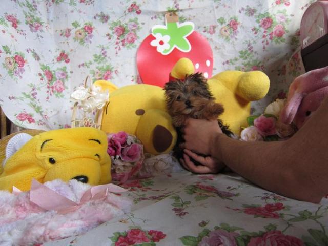 ヨークシャーテリア