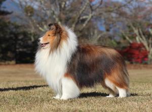 X Shelties