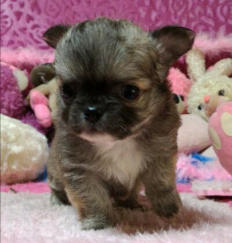 チワワ(ロングコート)