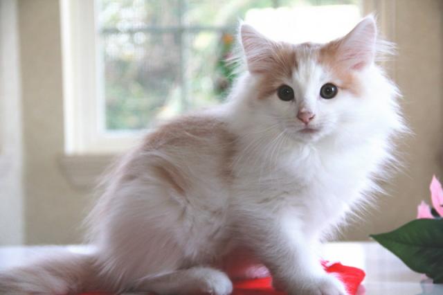 ノルウェージャンフォレストキャット