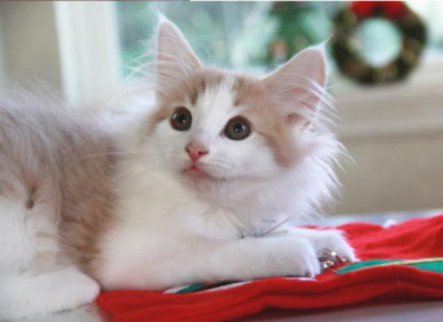 ノルウェージャンフォレストキャット