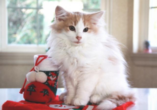 ノルウェージャンフォレストキャット