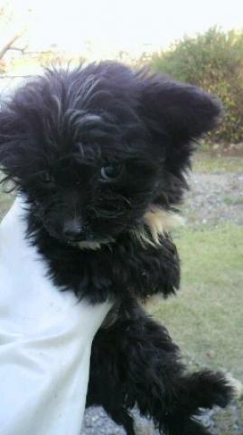 MIX通称チワプー