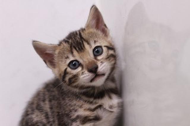 ブラウンスポット