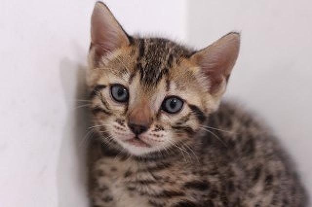 ブラウンスポット