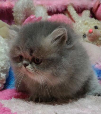 エキゾチックショートヘアー