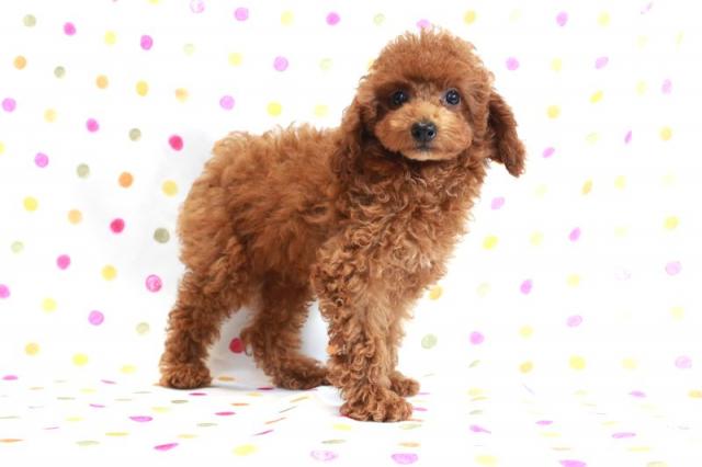 トイプードル