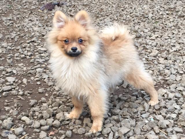 ポメラニアン