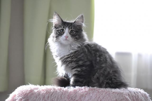 ノルウェージャンフォレストキャット