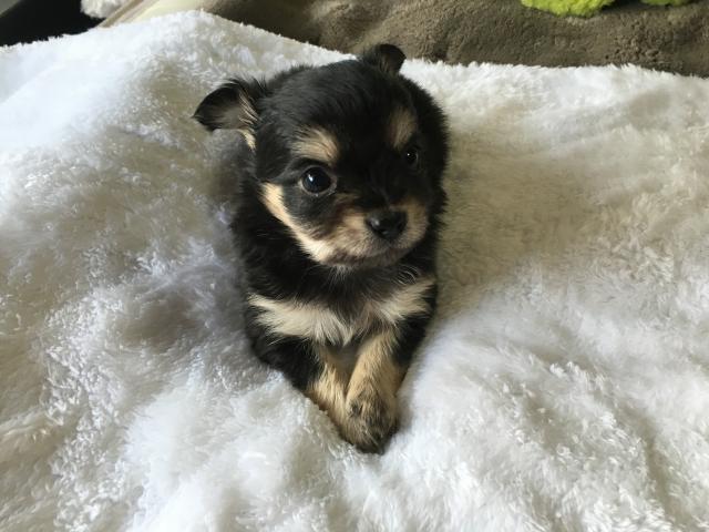 チワワ(ロングコート)