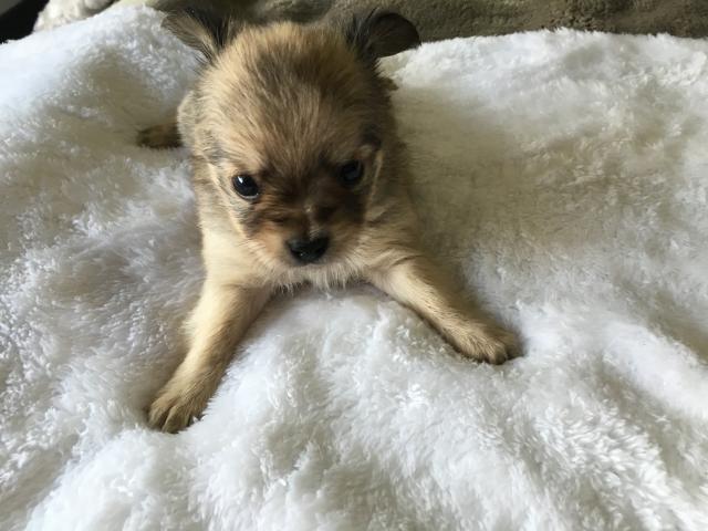 チワワ(ロングコート)