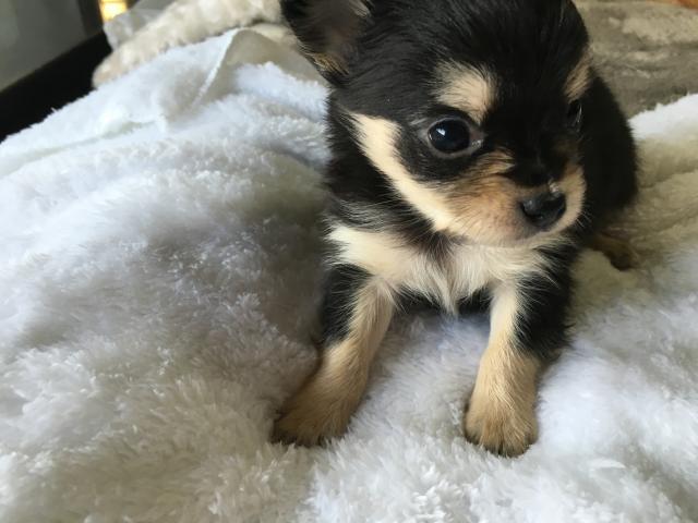 チワワ(ロングコート)