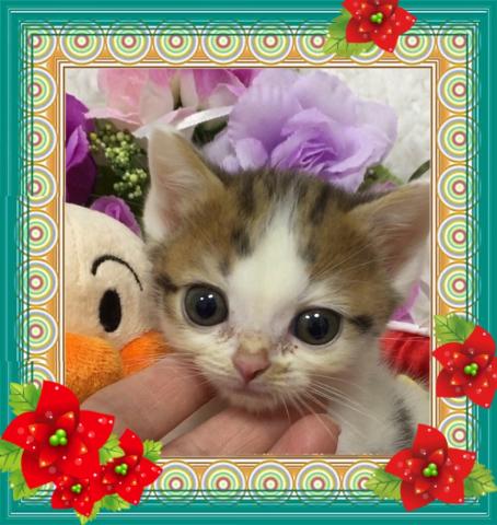スコティッシュフォールド
