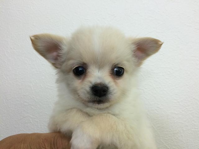 チワワ（ロングコート）