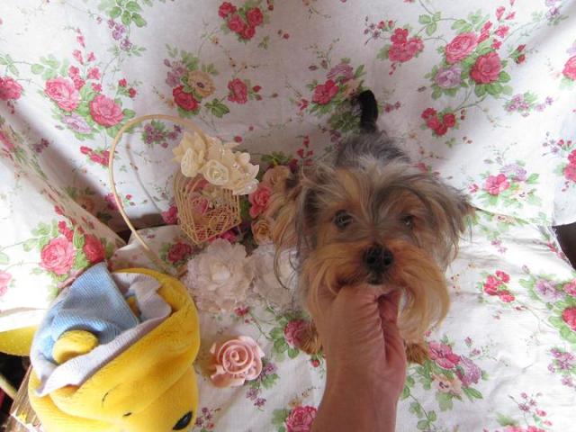 ヨークシャーテリア