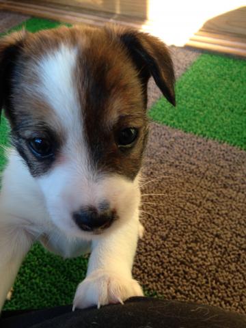 ジャックラッセルテリア