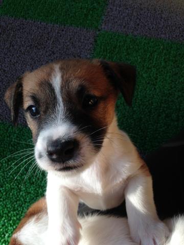 ジャックラッセルテリア