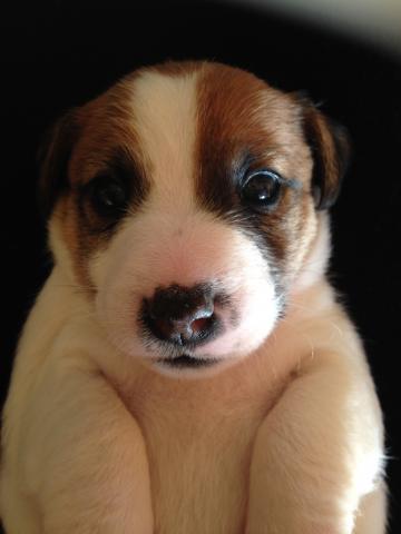 ジャックラッセルテリア