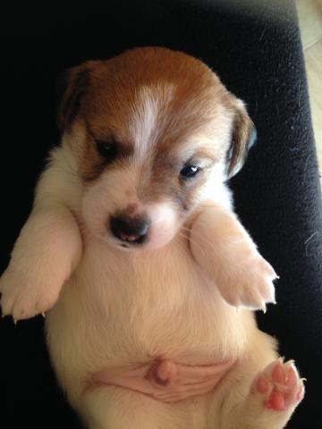 ジャックラッセルテリア