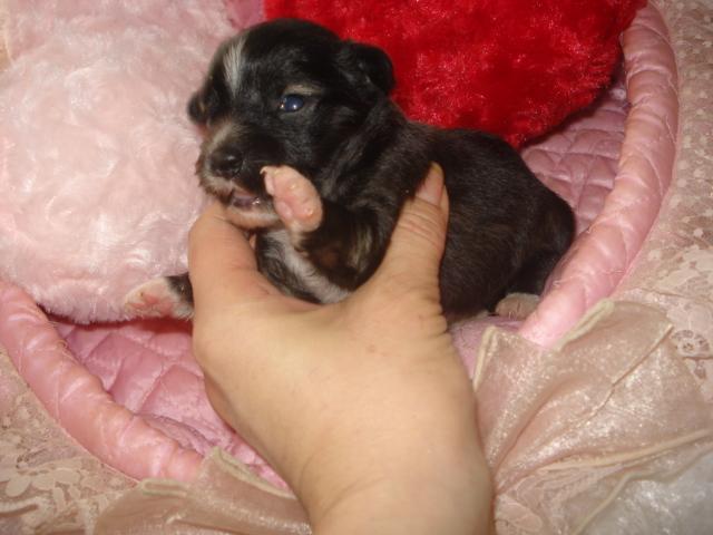 チャイニーズクレステッドドッグ