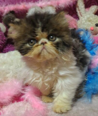 エキゾチックショートヘアー