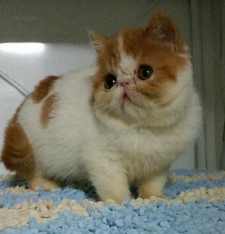 エキゾチックショートヘアー