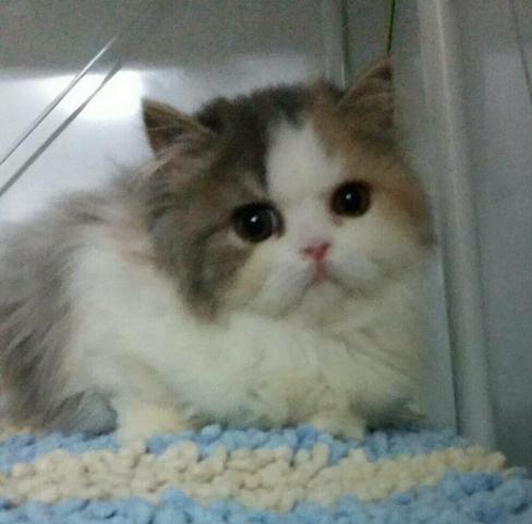 エキゾチックショートヘアー