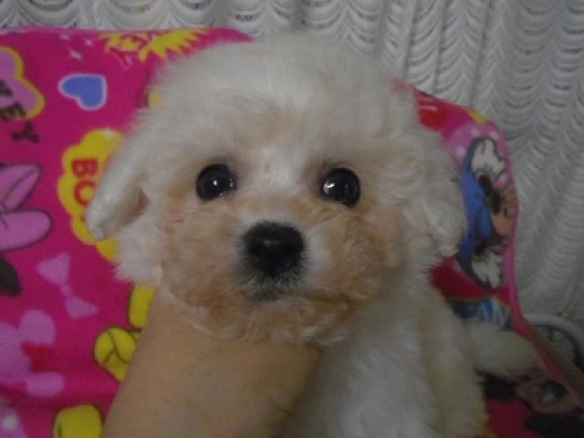 ビションフリーゼ