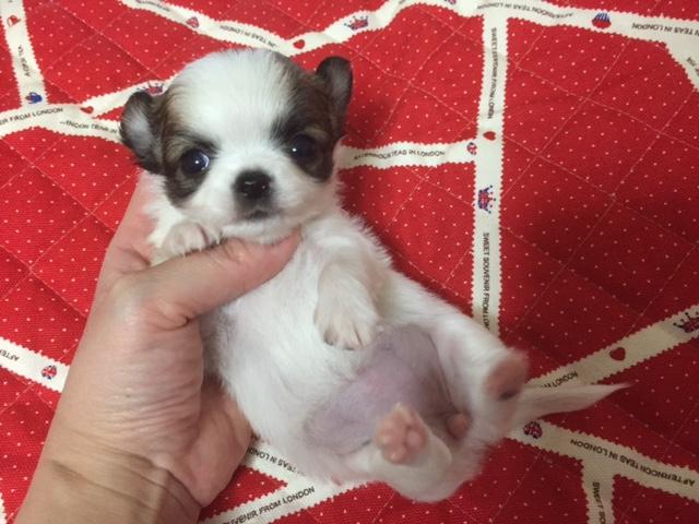 チワワ（ロングコート）