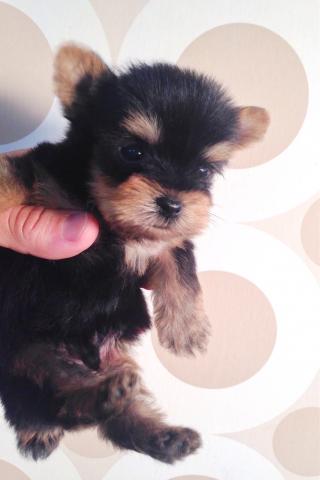 ヨークシャーテリア