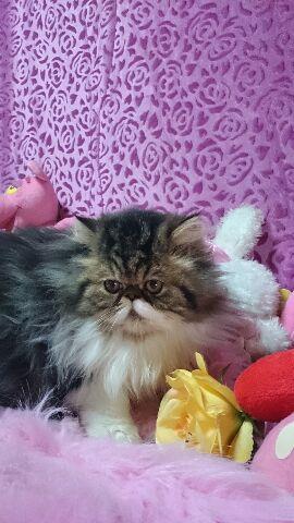 エキゾチックショートヘアー