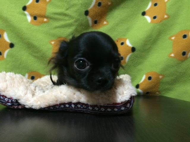 チワワ(ロングコート)