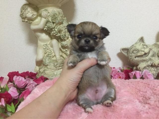 チワワ（ロングコート）