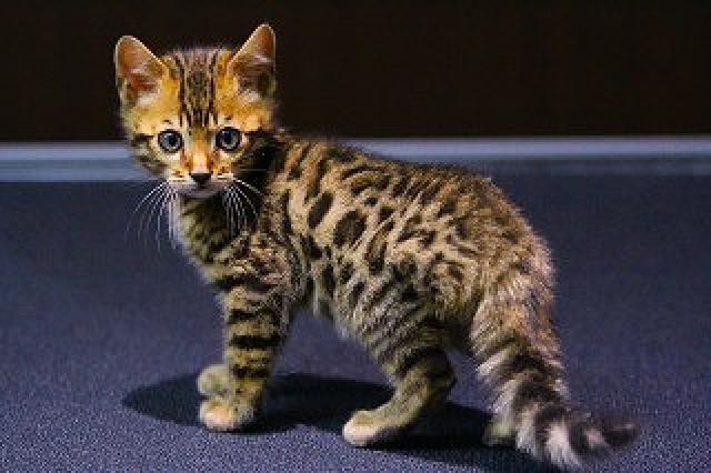 ベンガル　ブラウンロゼット