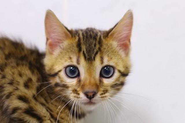 ベンガル　ブラウンロゼット