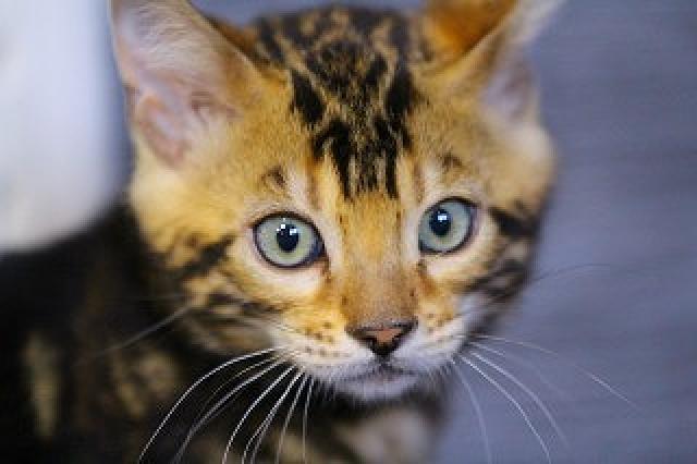 ベンガル　ブラウン・マーブルド・タビー