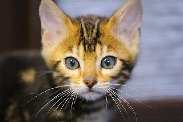 ベンガル　ブラウン・マーブルド・タビー