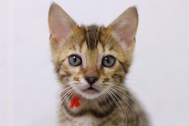 ベンガル　ブラウンロゼット