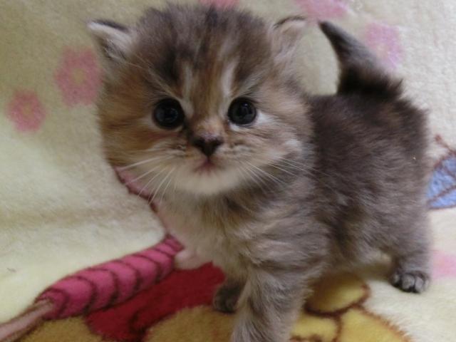 スコティッシュフォールド