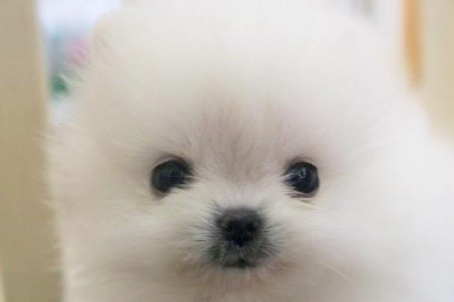 ポメラニアン